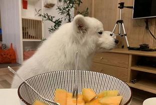 蜜瓜狗可以吃,揭秘狗狗的甜蜜美食之旅