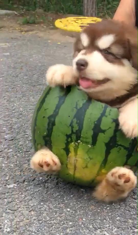 蜜瓜狗可以吃,揭秘狗狗的甜蜜美食之旅