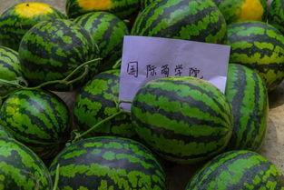 大学课堂里吃瓜,一场别开生面的知识盛宴