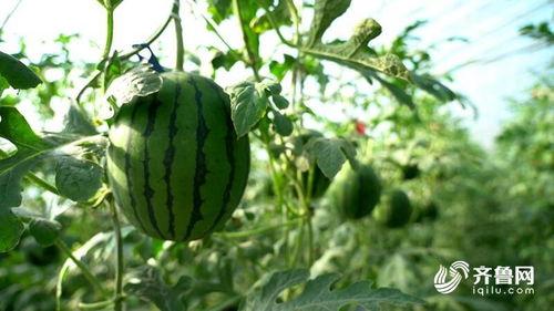 夏庄吃瓜事件,一场引发全民热议的网络狂欢