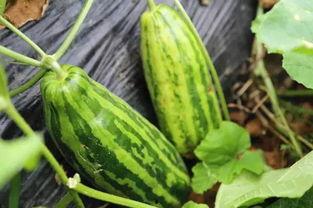 吃瓜路上什么意思,网络热词背后的社会现象