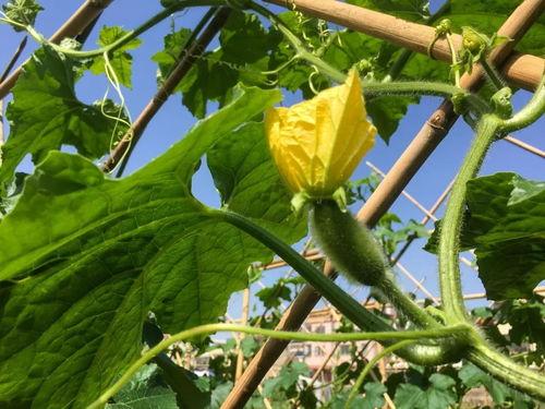 云浮新兴吃瓜,探寻瓜果飘香的美食新天地